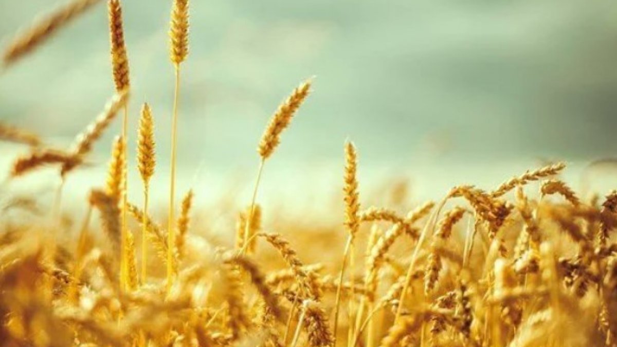 Ukrayna’dan tarım ürünü ithalatında sertifika ve belge istisnası